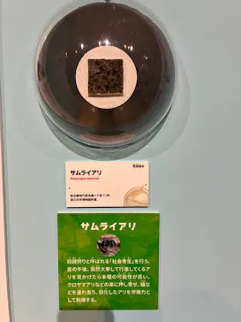 特別展「いきもの超ワールド展　国立科学博物館×ダーウィンが来た！」（国立科学博物館）に投稿された画像（2026/7/25）