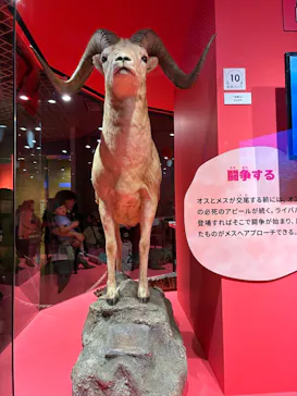 特別展「いきもの超ワールド展　国立科学博物館×ダーウィンが来た！」（国立科学博物館）に投稿された画像（2026/7/25）