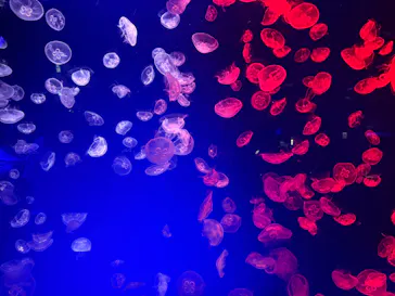 名古屋港水族館に投稿された画像（2026/7/25）