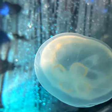 名古屋港水族館に投稿された画像（2026/7/25）