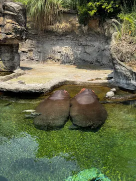 天王寺動物園に投稿された画像（2026/7/25）