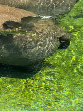 天王寺動物園に投稿された画像（2026/7/25）