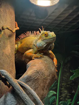 天王寺動物園に投稿された画像（2026/7/25）