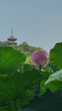 三溪園に投稿された画像（2026/7/25）