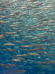 名古屋港水族館に投稿された画像（2026/7/25）
