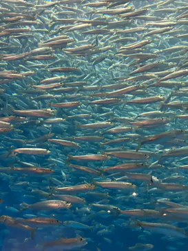 名古屋港水族館に投稿された画像（2026/7/25）