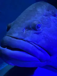 名古屋港水族館に投稿された画像（2026/7/25）
