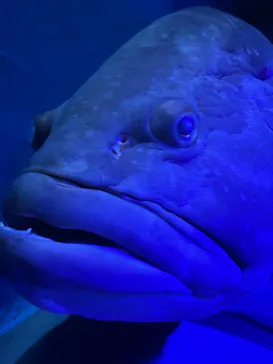 名古屋港水族館に投稿された画像（2026/7/25）
