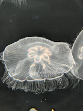 仙台うみの杜水族館に投稿された画像（2026/7/25）