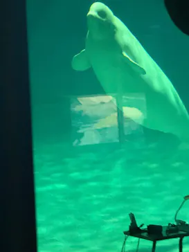 名古屋港水族館に投稿された画像（2026/7/25）