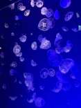 名古屋港水族館に投稿された画像（2026/7/26）