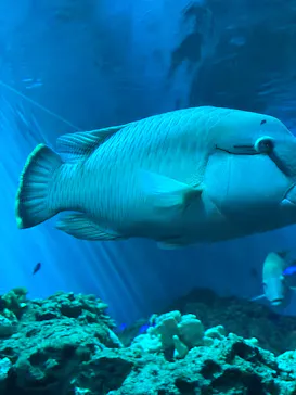 アクアワールド茨城県大洗水族館に投稿された画像（2026/7/25）