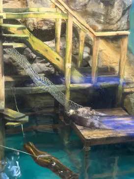 アクアワールド茨城県大洗水族館に投稿された画像（2026/7/25）