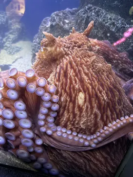 新江ノ島水族館に投稿された画像（2026/7/25）