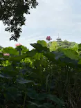 三溪園に投稿された画像（2026/7/26）