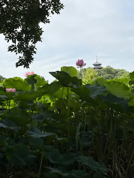 三溪園に投稿された画像（2026/7/25）