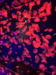 名古屋港水族館に投稿された画像（2026/7/26）