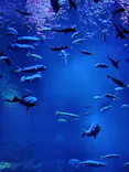 京都鉄道博物館×京都水族館に投稿された画像（2026/7/26）