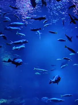 京都鉄道博物館×京都水族館に投稿された画像（2026/7/26）