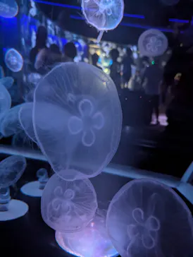 京都水族館に投稿された画像（2026/7/26）