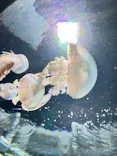 サンシャイン水族館に投稿された画像（2026/7/26）