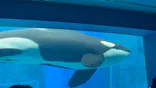 名古屋港水族館に投稿された画像（2026/7/26）