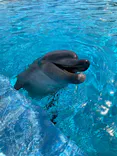 沖縄美ら海水族館（館内体験）に投稿された画像（2026/7/26）