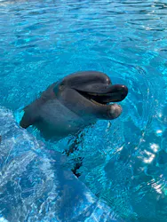 沖縄美ら海水族館（館内体験）に投稿された画像（2026/7/26）