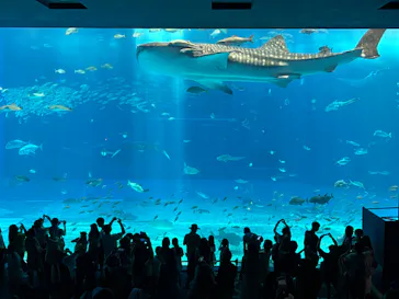 沖縄美ら海水族館に投稿された画像（2026/7/26）