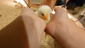 Moff animal cafe イオンモール幕張新都心店に投稿された画像（2026/7/26）