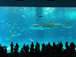 沖縄美ら海水族館に投稿された画像（2026/7/26）