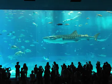 沖縄美ら海水族館に投稿された画像（2026/7/26）