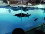 名古屋港水族館に投稿された画像（2026/7/26）