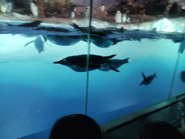 名古屋港水族館に投稿された画像（2026/7/26）