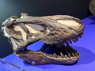 特別展　大絶滅展に投稿された画像（2026/7/26）