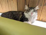 猫カフェモカ　池袋東口店に投稿された画像（2026/7/26）