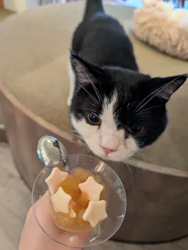 猫カフェモカ　池袋東口店に投稿された画像（2026/7/26）