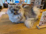 猫カフェモカ　池袋東口店に投稿された画像（2026/7/26）