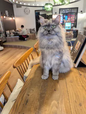 猫カフェモカ　池袋東口店に投稿された画像（2026/7/26）
