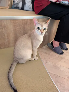 猫カフェモカ　池袋東口店に投稿された画像（2026/7/26）