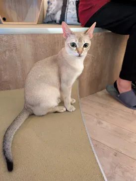 猫カフェモカ　池袋東口店に投稿された画像（2026/7/26）