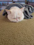 猫カフェモカ　池袋東口店に投稿された画像（2026/7/26）