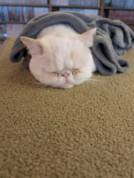 猫カフェモカ　池袋東口店に投稿された画像（2026/7/26）
