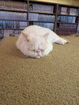 猫カフェモカ　池袋東口店に投稿された画像（2026/7/26）