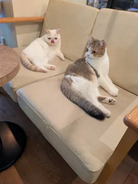 猫カフェモカ　池袋東口店に投稿された画像（2026/7/26）