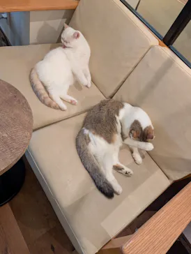 猫カフェモカ　池袋東口店に投稿された画像（2026/7/26）