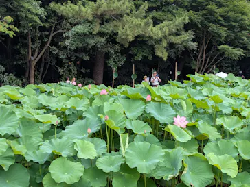 三溪園に投稿された画像（2026/7/26）