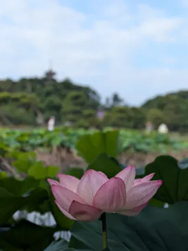 三溪園に投稿された画像（2026/7/26）