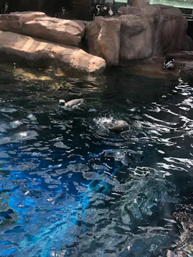 京都水族館に投稿された画像（2026/7/26）