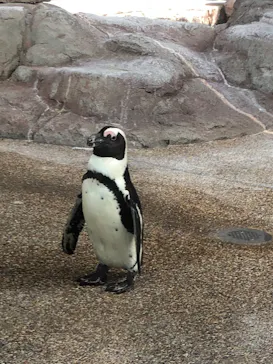 京都水族館に投稿された画像（2026/7/26）